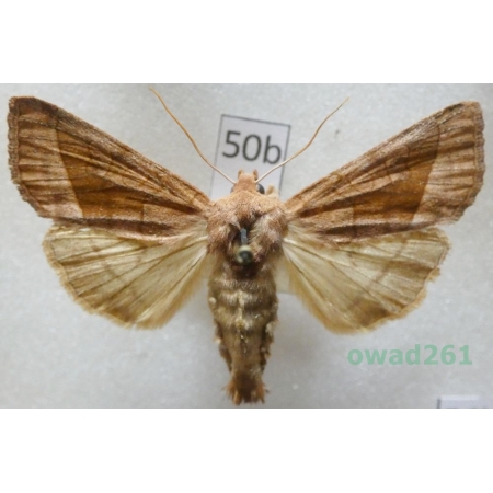 Hydraecia micacea (Esper, 1789) Czech50b